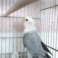 Inseparabile femmina malva