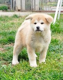 Akita inu cuccioli