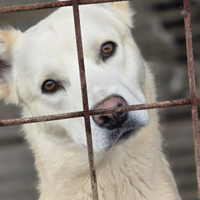 Cucciolo in adozione