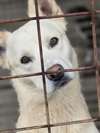 Cucciolo in adozione
