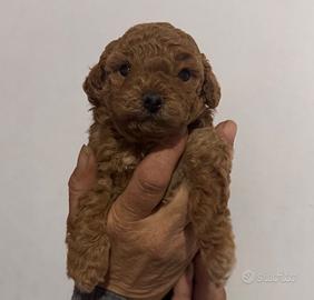 Cucciolo Barboncino toy red