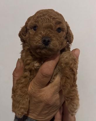 Cucciolo Barboncino toy red