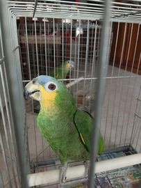 Pappagalli fronte gialla