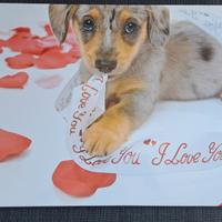 Contenitor organizer con stampa