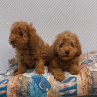 Cucciolo di barboncino