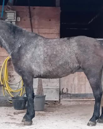 Pony