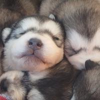 Cuccioloni