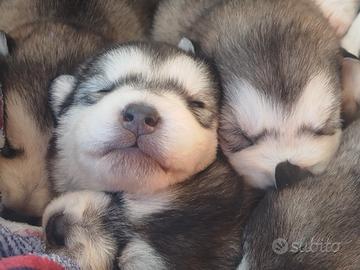 Cuccioloni