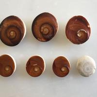 7 conchiglie Occhio di Santa Lucia vintage anni 80