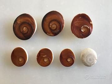 7 conchiglie Occhio di Santa Lucia vintage anni 80