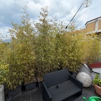 Piante Bamboo in vaso