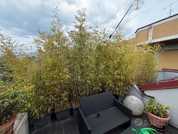 Piante Bamboo in vaso