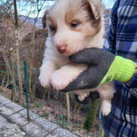 Cuccioli di pastore australiano