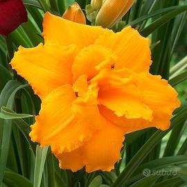 Hemerocallis giallo doppio