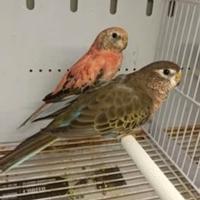 Roselle, gropponi,monaci, bourke,prugna e pyrrhura