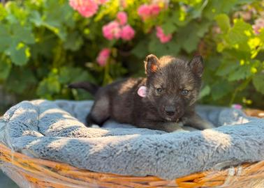 Siberian Husky con pedigree Enci