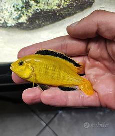 Ciclidi africani