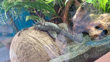 Pesci ancistrus piccoli