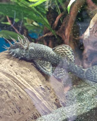 Pesci ancistrus piccoli
