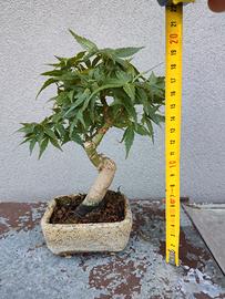 Bonsai shoin
