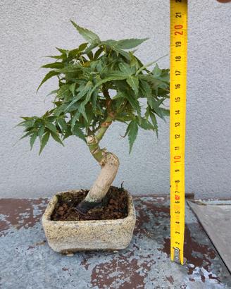 Bonsai shoin