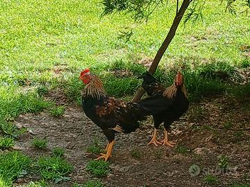galli mericanelle della brianza