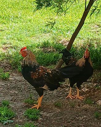 galli mericanelle della brianza