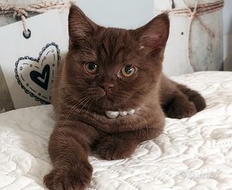 British Shorthair Chocolat 