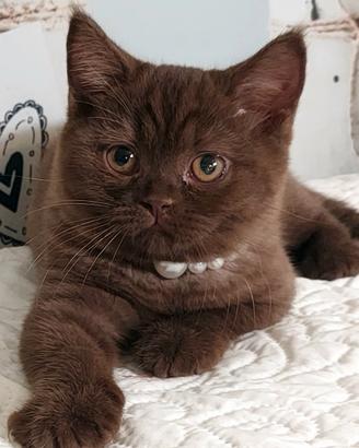 British Shorthair Chocolat 