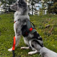 Border collie per monta