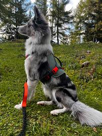 Border collie per monta