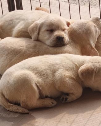 Labrador retriever cuccioli neri e gialli