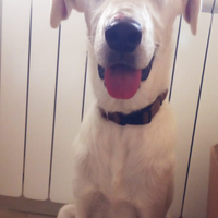 Blanco dolcissimo simil labrador in adozione