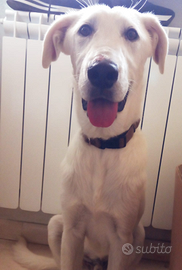 Blanco dolcissimo simil labrador in adozione