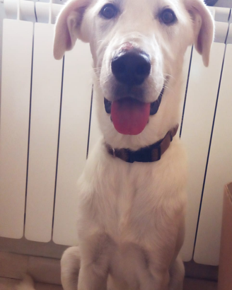 Blanco dolcissimo simil labrador in adozione