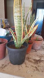 piante San Severina di diverse misure  