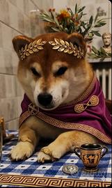 Shiba inu Per accoppiamento