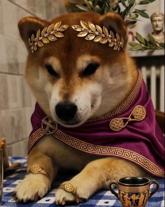 Shiba inu Per accoppiamento