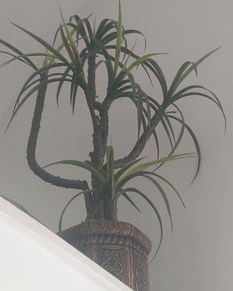 Pianta artificiale 