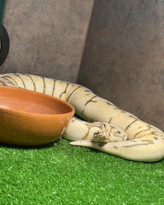 Teca e serpenti
