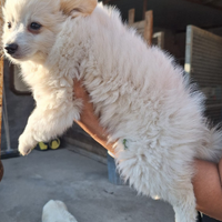Cuccioli di Volpino spitz