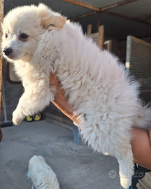 Cuccioli di Volpino spitz