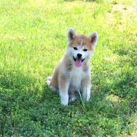 Akita inu Allevamento