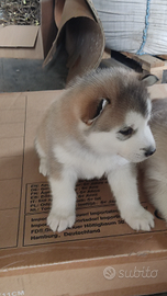 Cuccioli husky