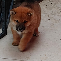 Shiba Inu pedigree Enci