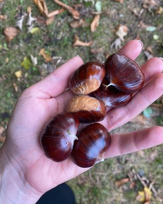 Castagne valdostane