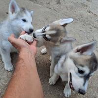 Siberian husky