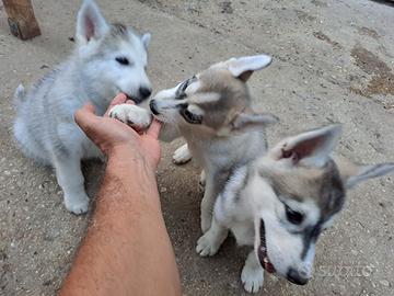 Siberian husky