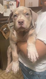Cuccioli American bully XL