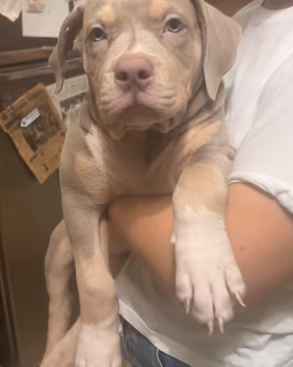 Cuccioli American bully XL